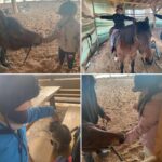 Hipoterapia🐎🐎